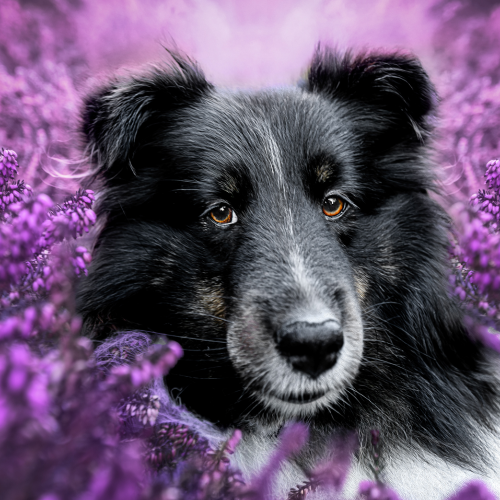 MUSE Photography Awards Gold Winner - Between Two Worlds by Lucie Nermutova