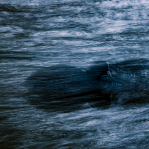 MUSE Photography Awards Silver Winner - Coot in the morning light by Cedrik Hersperger 