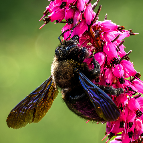 MUSE Photography Awards Gold Winner - Golden Harvest by Lucie Nermutova