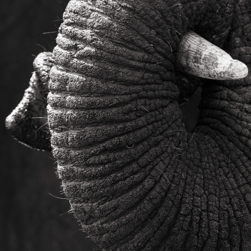 MUSE Photography Awards Gold Winner - Rest by Lauren Ferraro
