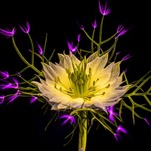 MUSE Photography Awards Silver Winner - Sparks A Plenty by Belinda Krause