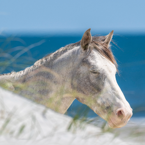 MUSE Photography Awards Silver Winner - Mystic Horses of Cumberland Island by Zach Wharton