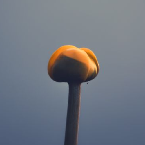 2026 MUSE Photography Winner - The Watcher by Kateryna Mohyl