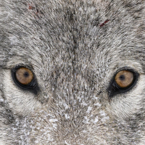 MAHIKAN - The wild wolves of Far North Canada