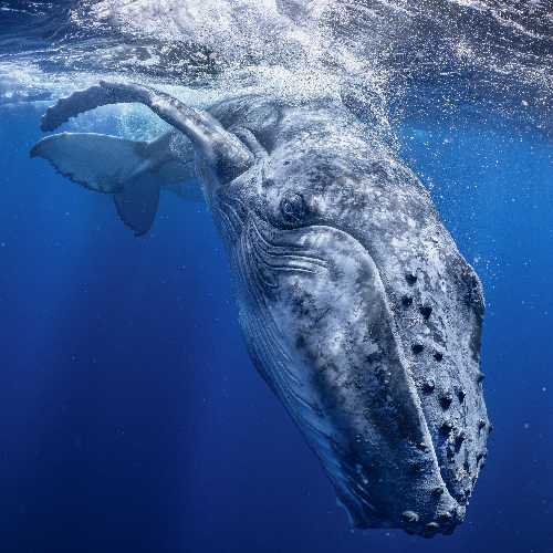 2026 MUSE Photography Winner - THE SEA IS WATCHING YOU by RINTARO UKON