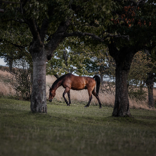 Award-winning photograph Whispers of A Gentle Heart by Theresa Hildebrandt, 2026 MUSE Photography Awards Gold Winner