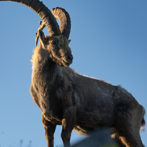 2026 MUSE Photography Winner - Crowned by the Alps by Ariane Totzke