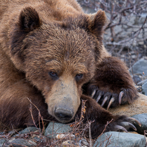 Award-winning photograph Under supervision by Ariane Totzke, 2026 MUSE Photography Awards Silver Winner