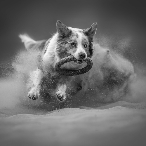 2026 MUSE Photography Winner - Wild heart in the sand by Lucie Nermutova