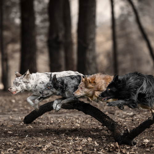 2026 MUSE Photography Winner - Running as one by Lucie Nermutova