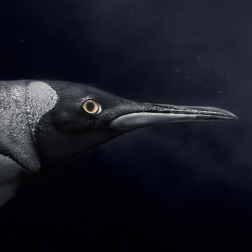 2026 MUSE Photography Winner - Swim into Dark by Yushi Kaisyakuji