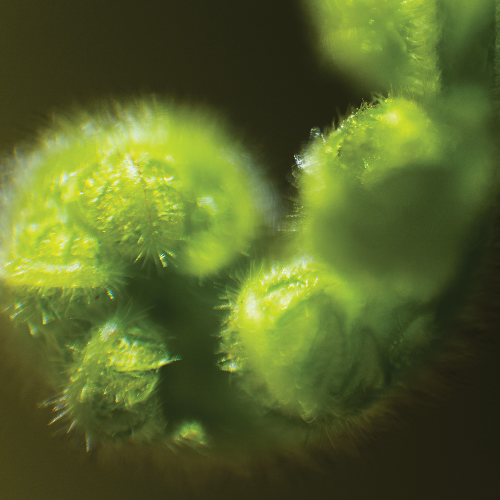 2026 MUSE Photography Winner - Sublimity In Focus by Wei-Chen Lou