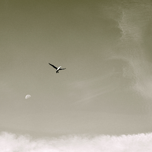 2026 MUSE Photography Winner - Icarus Moonward: A Self-Portrait by Marcel van beek