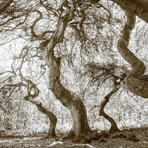 Award-winning photograph Sylvan Weaves by Marcel van Beek, 2026 MUSE Photography Awards Silver Winner