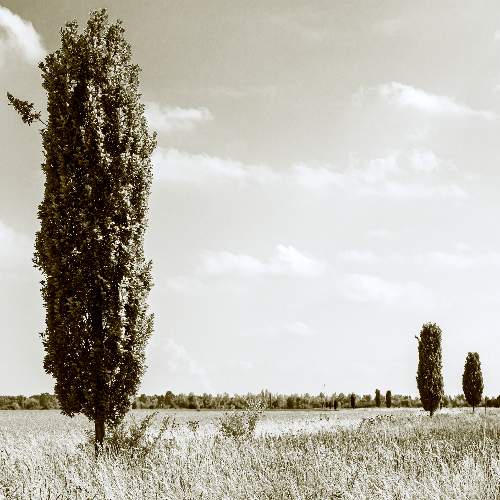 Award-winning photograph Path to the Otherwold by Marcel van Beek, 2026 MUSE Photography Awards Gold Winner