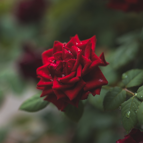 Nature’s Crystal Tears