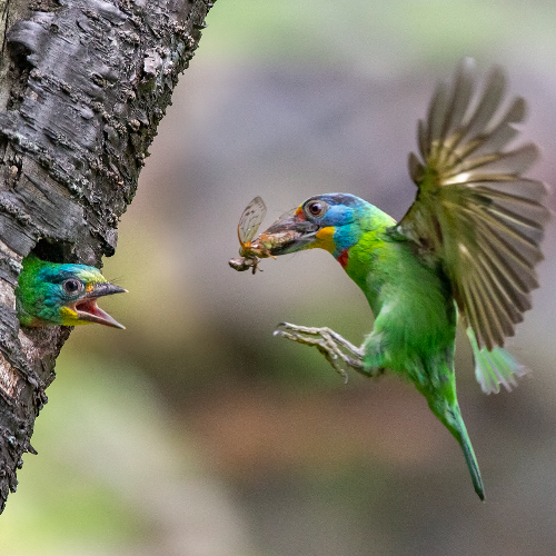 2026 MUSE Photography Winner - Feeding time by Shang Yao Yuan
