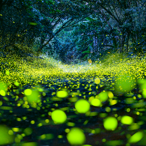 2026 MUSE Photography Winner - Glowworm Cave by Shang Yao Yuan