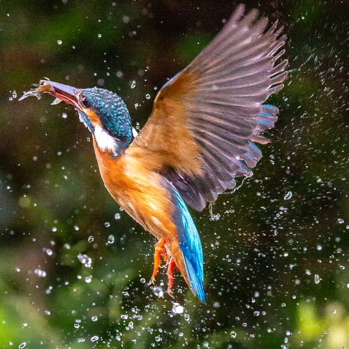 2026 MUSE Photography Winner - Kingfisher entering the water to catch fish by Shang Yao Yuan
