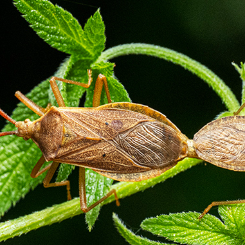 Homoeocerus chinensis mating