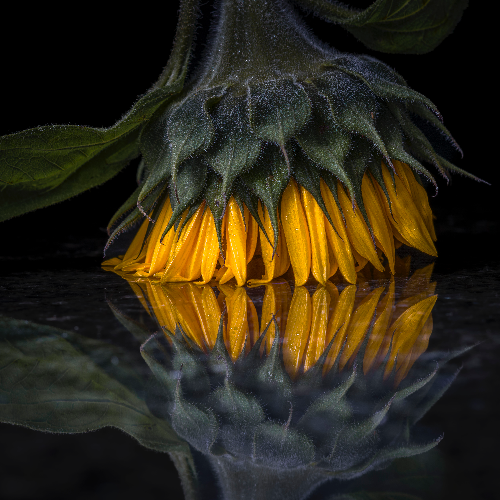 2026 MUSE Photography Winner - Reflections by Anne Di John