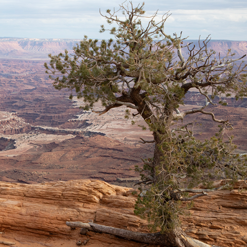 Award-winning photograph Canyonland's Tree by Melissa N. Robertson, 2026 MUSE Photography Awards Silver Winner