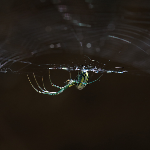 2026 MUSE Photography Winner - Green Spider's Web by Melissa N. Robertson