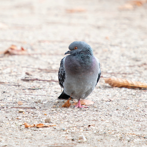 Award-winning photograph Leaf-Legged Pigeon by Melissa N. Robertson, 2026 MUSE Photography Awards Silver Winner