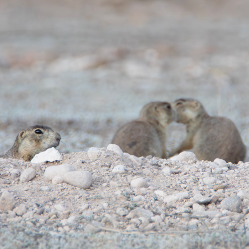 Award-winning photograph Prairie Dogs' Secret Kiss by Melissa N. Robertson, 2026 MUSE Photography Awards Silver Winner