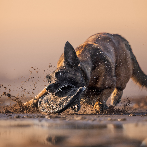 2026 MUSE Photography Winner - Fury Unleashed by Grace Fieselman