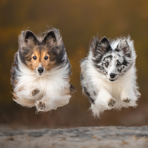 2026 MUSE Photography Winner - In Sync by Grace Fieselman