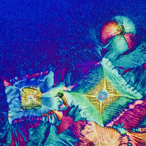 Award-winning photograph Shine Your Dreams by Karo Luminara, 2026 MUSE Photography Awards Silver Winner