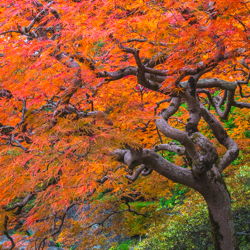 Award-winning photograph Autumn performs by Takahashi Hiroto, 2026 MUSE Photography Awards Silver Winner