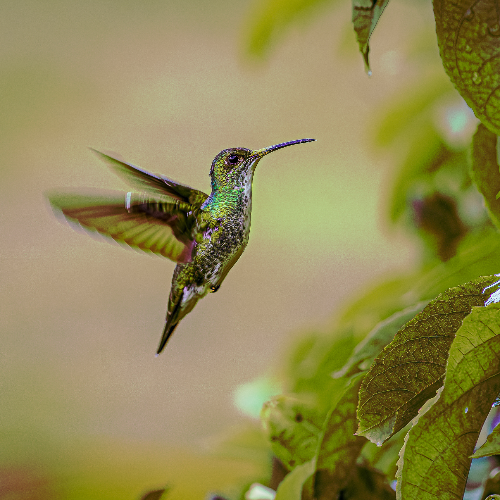 Award-winning photograph Pollination  by vera regina bandeira, 2026 MUSE Photography Awards Gold Winner