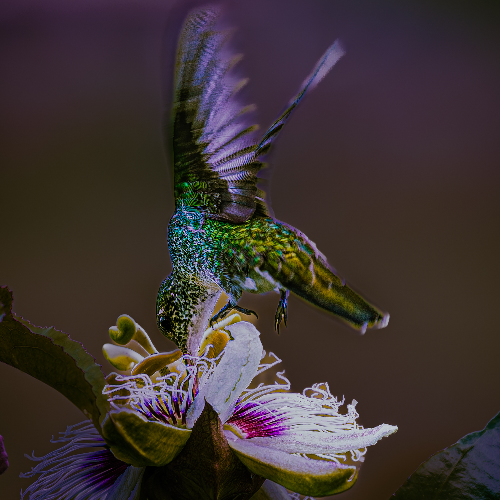 2026 MUSE Photography Winner - Pollination by vera regina bandeira