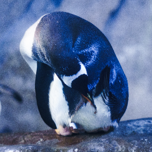 Award-winning photograph Itchy by Fury, 2026 MUSE Photography Awards Gold Winner
