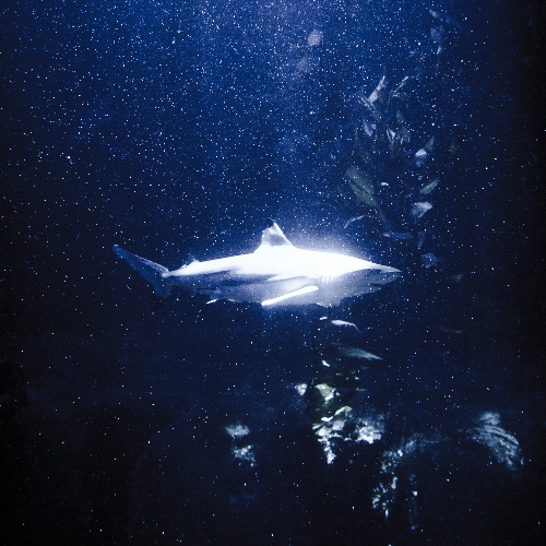 2026 MUSE Photography Winner - Majestic Solitude by Fury