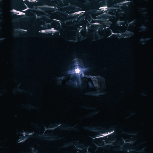 Award-winning photograph Truth by Fury, 2026 MUSE Photography Awards Gold Winner