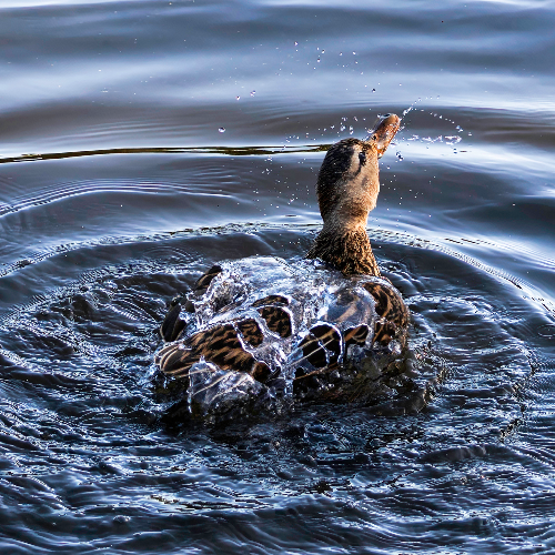 2026 MUSE Photography Winner - Like Water Off a Duck's Back by Belinda Krause