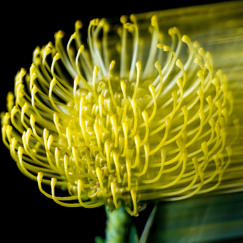 Award-winning photograph Pincushion Zoomies by Belinda Krause, 2026 MUSE Photography Awards Gold Winner