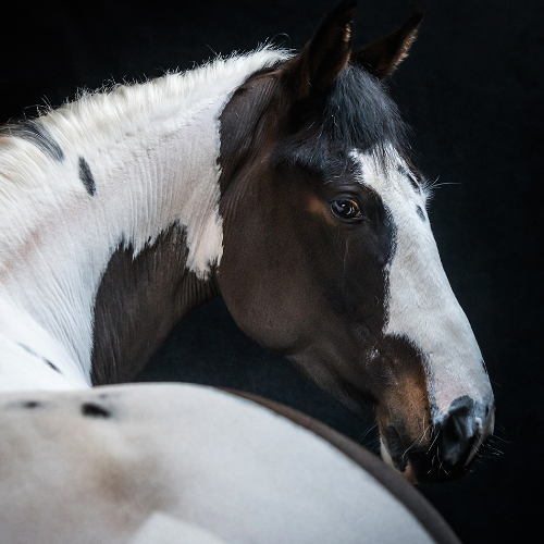 Award-winning photograph Roo by Martyn Norsworthy, 2026 MUSE Photography Awards Silver Winner