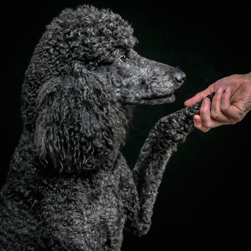 Award-winning photograph Bill by Martyn Norsworthy, 2026 MUSE Photography Awards Gold Winner