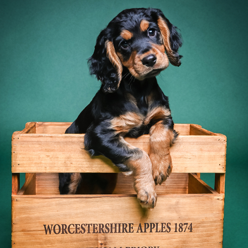 Award-winning photograph Pebble by Martyn Norsworthy, 2026 MUSE Photography Awards Gold Winner