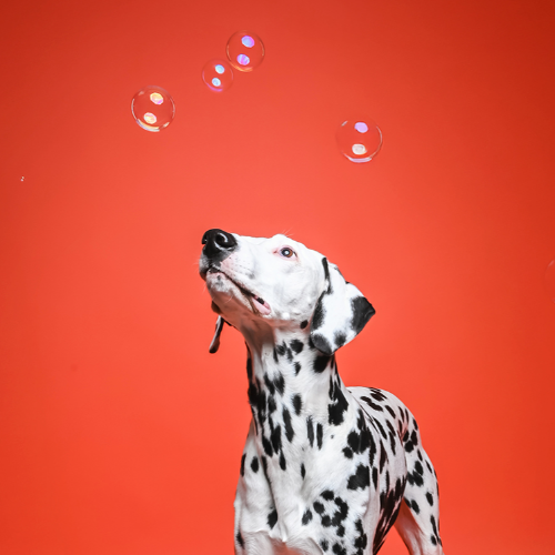 Award-winning photograph Harvey by Martyn Norsworthy, 2026 MUSE Photography Awards Silver Winner