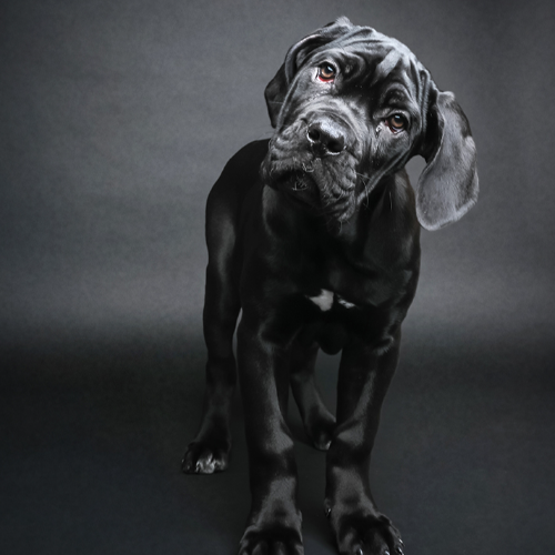 Award-winning photograph Daisy by Martyn Norsworthy, 2026 MUSE Photography Awards Gold Winner