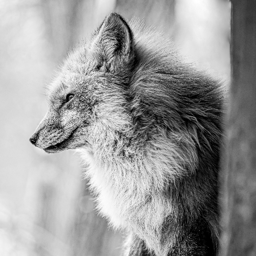 Award-winning photograph Never Cry Fox by Taro Ishii, 2026 MUSE Photography Awards Silver Winner