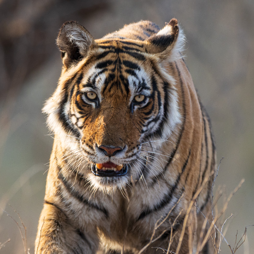 Award-winning photograph Tigers of India by Vito L Tanzi, 2026 MUSE Photography Awards Gold Winner