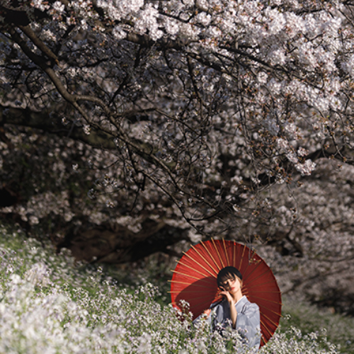 2026 MUSE Photography Winner - Sakura in Japan by Setsuna Kurouzu
