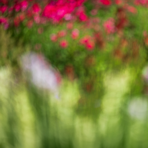 Award-winning photograph September Garden Colors - Blurred by Lauren King, 2026 MUSE Photography Awards Gold Winner