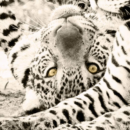 Jaguar Mom and Cub